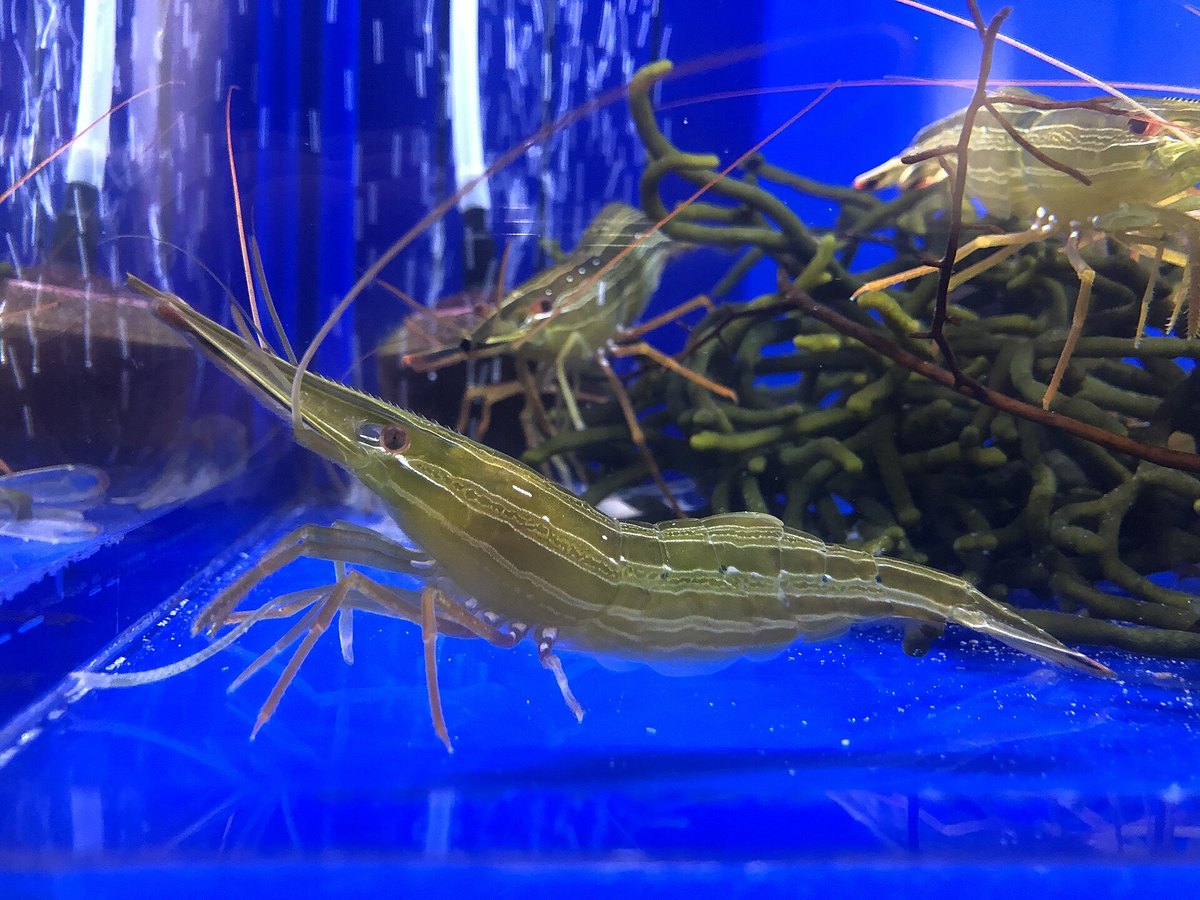 茹でた北海シマエビ