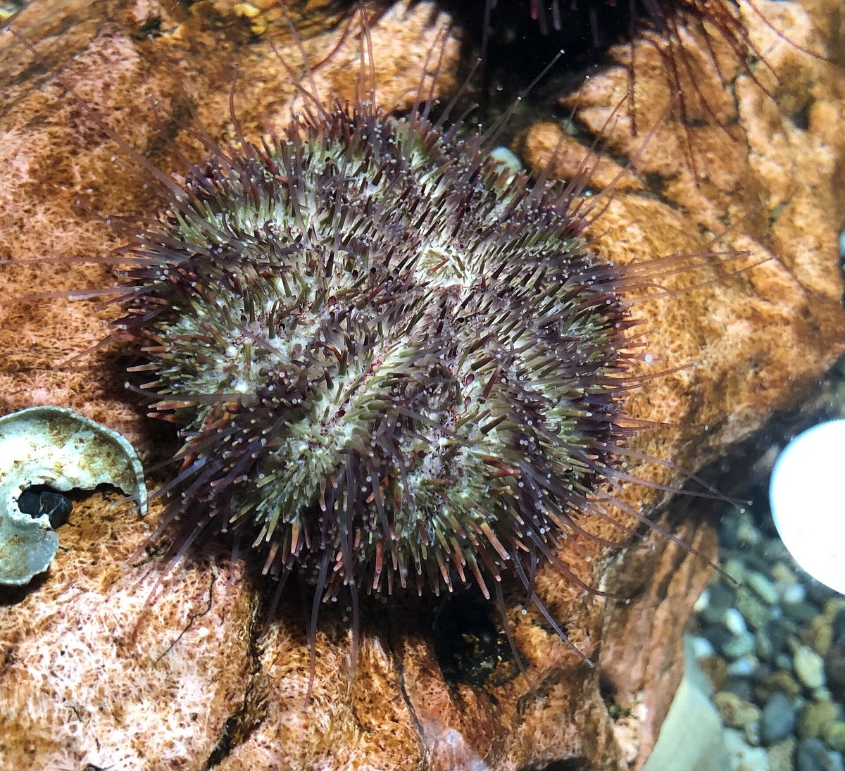殻付きのウニ
